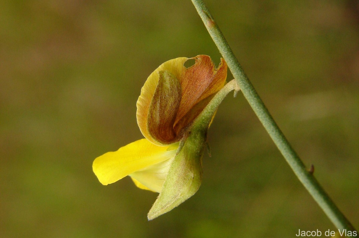 Crotalaria albida B.Heyne ex Roth